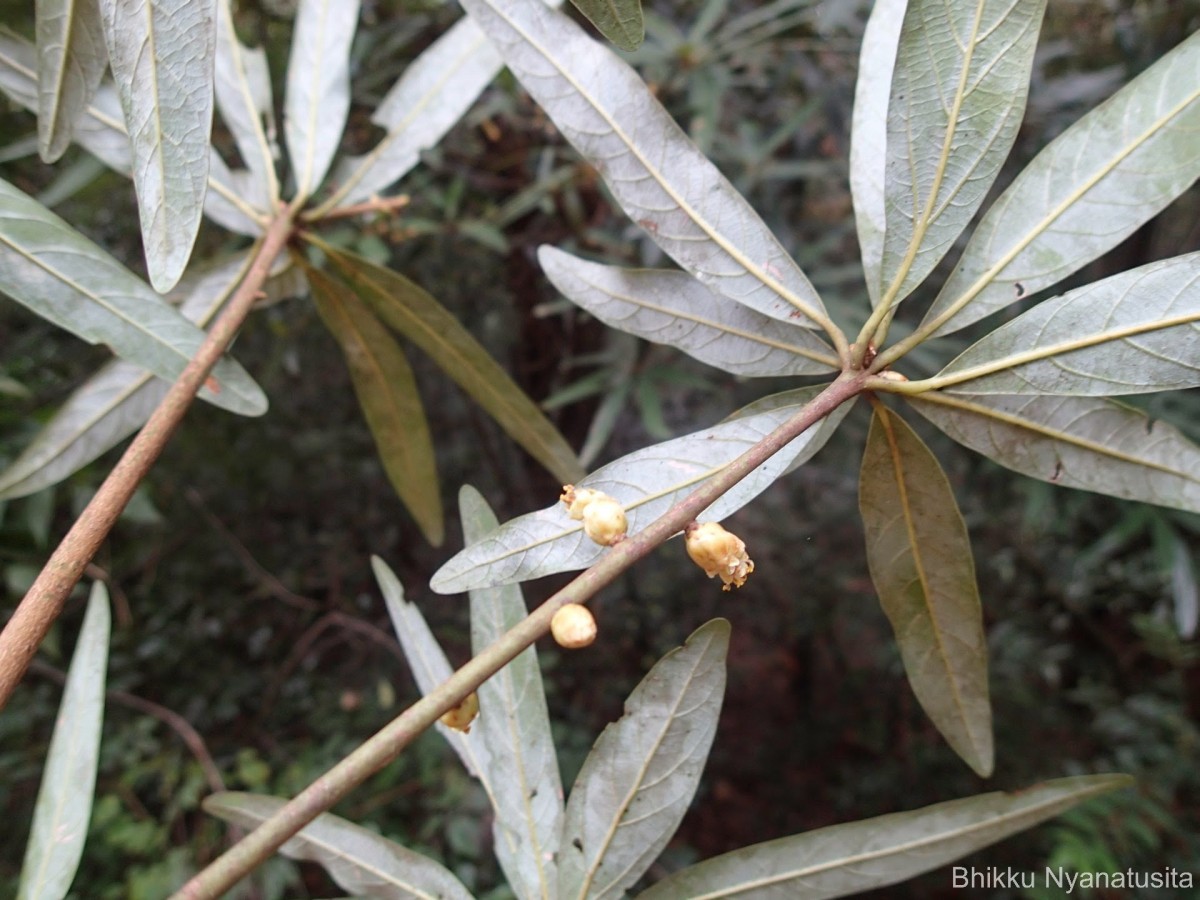 Actinodaphne stenophylla Thwaites